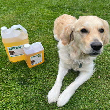 Dog friendly natural weedkiller