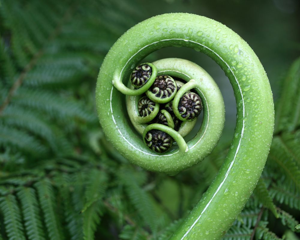 Green kiwi koru